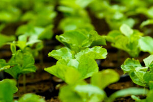 Seedlings